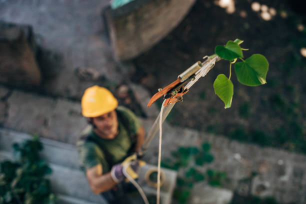 Best Hazardous Tree Removal  in Tuscola, IL